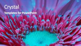  Presentation with blue flower - Colorful presentation enhanced with pink and blue flower super backdrop and a violet colored foreground