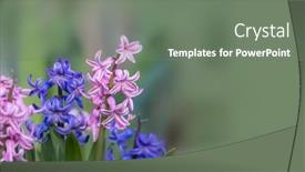  Presentation with pink flowers - Cool new PPT theme with pink-and-blue-hyacinth-flowers backdrop and a gray colored foreground