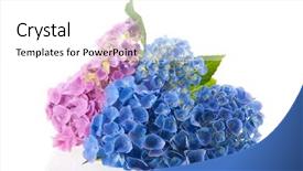  Presentation with white hydrangea - Slide deck featuring pink and blue hydrangea isolated over white background background and a white colored foreground