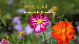  Presentation with pink flowers - Slide set consisting of pink-and-orange-cosmos-bipinnatus background and a tawny brown colored foreground