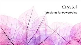  Presentation with border pink - Presentation with pink and purple border background and a white colored foreground