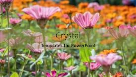  Presentation with cosmos - PPT theme featuring pink-and-purple-cosmos-flowers background and a gold colored foreground