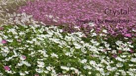  Presentation with cosmos - Theme with pink-and-purple-cosmos-flowers background and a violet colored foreground
