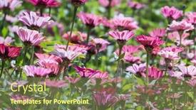  Presentation with cosmos - Cool new slides with pink-and-purple-cosmos-flowers backdrop and a violet colored foreground