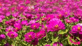  Presentation with cosmos - Beautiful theme featuring pink-and-purple-cosmos-flowers backdrop and a coral colored foreground