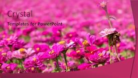  Presentation with cosmos - PPT layouts with pink-and-purple-cosmos-flowers background and a coral colored foreground
