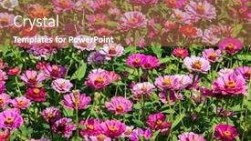  Presentation with cosmos - Audience pleasing PPT layouts consisting of pink-and-purple-cosmos-flowers backdrop and a red colored foreground