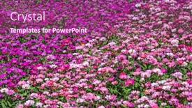  Presentation with cosmos - Slide deck featuring pink-and-purple-cosmos-flowers background and a violet colored foreground