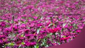  Presentation with cosmos - PPT layouts having pink-and-purple-cosmos-flowers background and a coral colored foreground