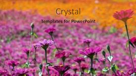  Presentation with cosmos - Audience pleasing slide deck consisting of pink-and-purple-cosmos-flowers backdrop and a gold colored foreground