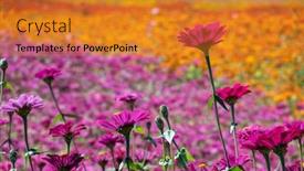  Presentation with cosmos - Theme having pink-and-purple-cosmos-flowers background and a gold colored foreground