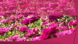  Presentation with cosmos - PPT layouts with pink-and-purple-cosmos-flowers background and a red colored foreground