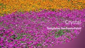  Presentation with cosmos - Theme having pink-and-purple-cosmos-flowers background and a violet colored foreground