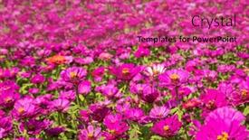  Presentation with cosmos - PPT layouts enhanced with pink-and-purple-cosmos-flowers background and a coral colored foreground