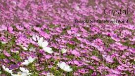  Presentation with cosmos - Cool new presentation theme with pink-and-purple-cosmos-flowers backdrop and a coral colored foreground
