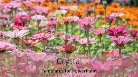  Presentation with cosmos - Amazing slides having pink-and-purple-cosmos-flowers backdrop and a coral colored foreground