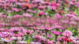  Presentation with cosmos - Beautiful PPT layouts featuring pink-and-purple-cosmos-flowers backdrop and a coral colored foreground