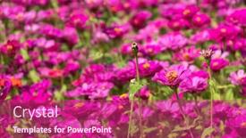  Presentation with cosmos - Colorful PPT theme enhanced with pink-and-purple-cosmos-flowers backdrop and a violet colored foreground
