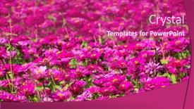  Presentation with cosmos - Cool new presentation design with pink-and-purple-cosmos-flowers backdrop and a violet colored foreground