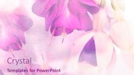  Presentation with pink flowers - Presentation with pink-and-purple-fuchsia-flowers background and a lemonade colored foreground