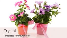  Presentation with pink ribbon - Beautiful presentation theme featuring smiling asian medical doctor and backdrop and a light gray colored foreground