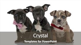  Presentation with bully - Cool new presentation design with pink and red bowties backdrop and a dark gray colored foreground