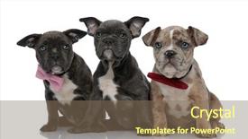  Presentation with bully - Amazing presentation having pink and red bowties backdrop and a violet colored foreground