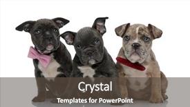  Presentation with bully - Presentation theme consisting of pink and red bowties background and a dark gray colored foreground