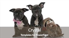  Presentation with bully - Beautiful PPT theme featuring pink and red bowties backdrop and a dark gray colored foreground