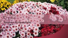  Presentation with plants growing - PPT theme with pink-and-red-flowers background and a coral colored foreground