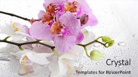  Presentation with orchids - Presentation theme enhanced with pink and white beautiful orchids with drops background and a light gray colored foreground