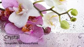  Presentation with orchids - Cool new presentation design with pink and white beautiful orchids with drops backdrop and a coral colored foreground