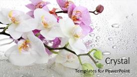 Presentation with beautiful orchid flowers - Presentation theme featuring pink and white beautiful orchids background and a mint green colored foreground