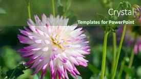  Presentation with dahlia - Slides featuring pink-and-white-cactus-dahlia background and a tawny brown colored foreground