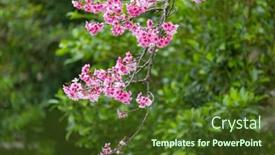 Presentation with bloom - Presentation consisting of pink-and-white-cherry-blossoms background and a tawny brown colored foreground