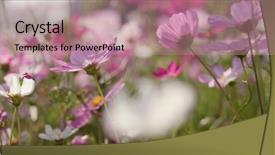  Presentation with pink white - Presentation theme having pink and white cosmo flower background and a  colored foreground