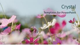  Presentation with drawing of pink lotus flower - Amazing slide set having pink and white cosmo flower backdrop and a  colored foreground