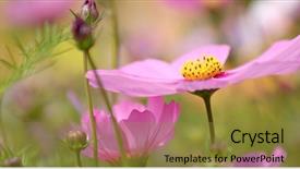  Presentation with drawing of pink lotus flower - Colorful slide deck enhanced with pink and white cosmo flower backdrop and a  colored foreground