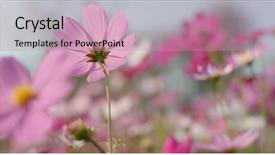  Presentation with drawing of pink lotus flower - Slide set consisting of pink and white cosmo flower background and a  colored foreground