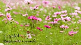  Presentation with drawing of pink lotus flower - Slide deck featuring pink and white cosmo flower background and a gold colored foreground