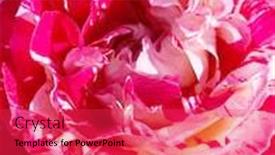  Presentation with rose flower - Beautiful PPT theme featuring pink and white double colored rose flower backdrop and a red colored foreground