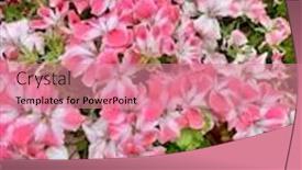  Presentation with geranium - Beautiful PPT theme featuring white double coloured geranium backdrop and a coral colored foreground