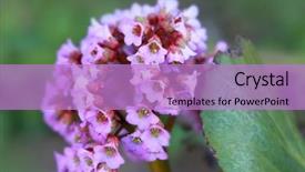  Presentation with meadow - Slide set consisting of pink and white milkweed flower background and a coral colored foreground