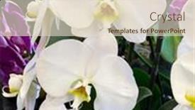  Presentation with pink white - Audience pleasing slides consisting of pink-and-white-orchid-flower backdrop and a lemonade colored foreground