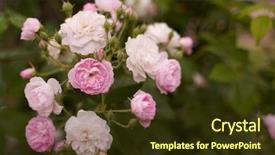  Presentation with pink and white roses - PPT theme featuring pink and white tea roses background and a  colored foreground