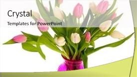  Presentation with pink white - PPT theme enhanced with pink and white tulips in glass vase isolated over white background background and a white colored foreground