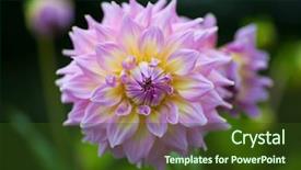  Presentation with dahlia - PPT theme having pink and yellow dahlia flower background and a tawny brown colored foreground