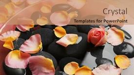  Presentation with pink rose petals - Audience pleasing slides consisting of pink-and-yellow-rose-petals backdrop and a coral colored foreground