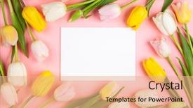  Presentation with happy holiday - PPT theme consisting of pink and yellow tulips flower background and a coral colored foreground