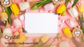  Presentation with beautiful spring flowers - Audience pleasing PPT layouts consisting of pink and yellow tulips flower backdrop and a coral colored foreground
